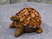[turtle8]