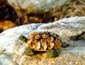 [Turtle on rock]